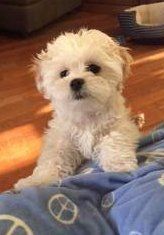 Maltipoo puppy looking up