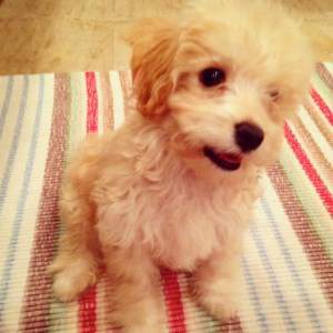 Maltipoo puppy 10 months old