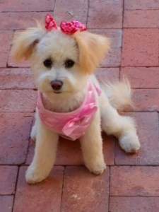 Maltipoo 7002