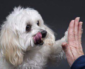 Maltipoo adult dog