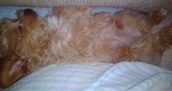 Maltipoo sleeping on her back