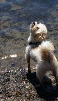 Maltipoo at lake