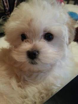 Maltipoo black eyes