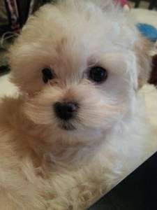 Maltipoo puppy with black eyes