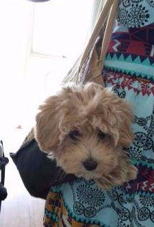 Maltipoo sleeping on her back