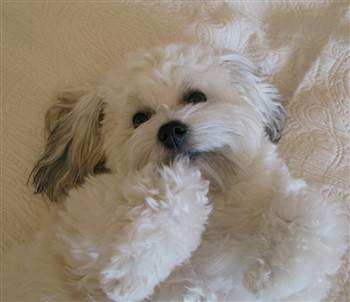 Maltipoo Clean Coat