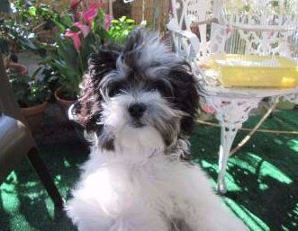 Maltipoo clean eyes