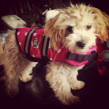 Maltipoo clothes