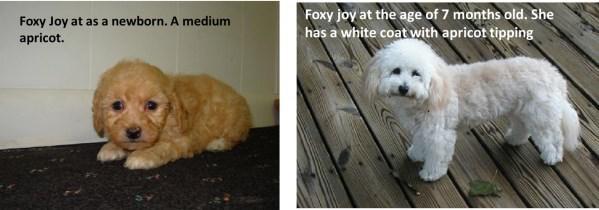Maltipoo color change