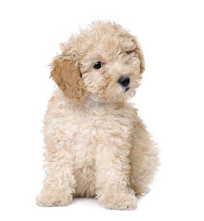 maltipoo-dog-
