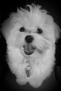 black and white photo of Maltipoo dog