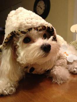 Maltipoo dog