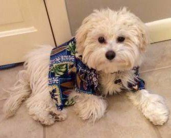 Maltipoo dog