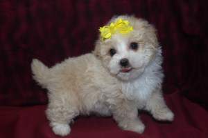 Maltipoo dog 014