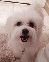 Maltipoo dog