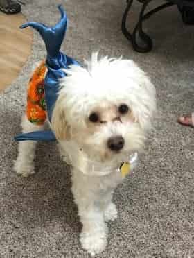 Maltipoo dog in a shark costume