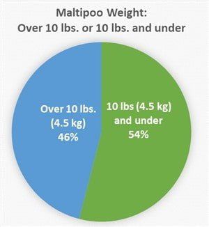maltipoo-dog-weight-over-under-10lb