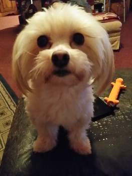 Maltipoo ears flat