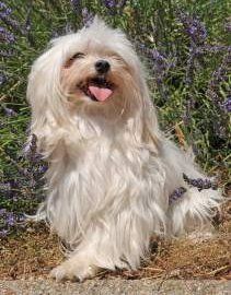 Maltipoo grooming