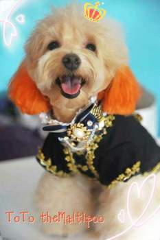 Maltipoo puppy to adult