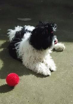 Maltipoo hair curly