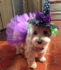maltipoo-halloween-witch-costume