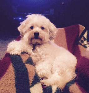 Maltipoo hybrid vigor heatlh