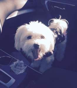 Maltipoo 3 years old