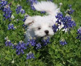 Maltipoo in field