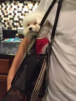 Maltipoo in pocketbook