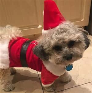 Maltipoo in Santa Claus costume