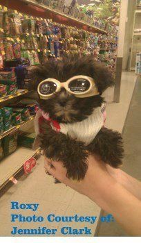 Maltipoo in store