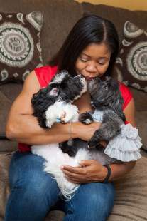 two Maltipoo dogs kissing