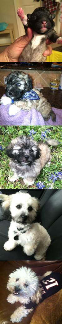 maltipoo changing colors