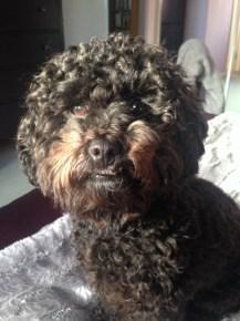 Maltipoo looks like Poodle