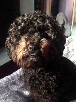 Maltipoo looks like black Poodle