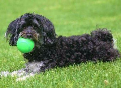 Maltipoo luxating patella