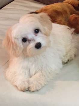 Maltipoo Maltese