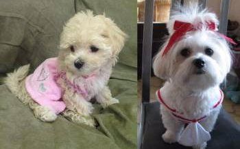 Maltipoo and Maltese Comparison