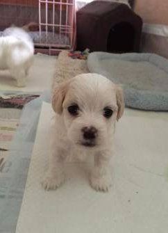 Maltipoo newborn puppy