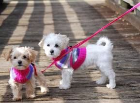 Maltipoos on harness to prevent collapsed trachea