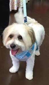 Maltipoo on harness