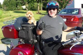 Maltipoo on motorcycle