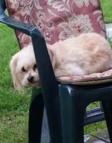 Maltipoo rescue dog