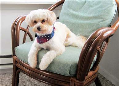 Maltipoo on rocking chair