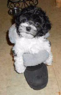 Maltipoo on slipper