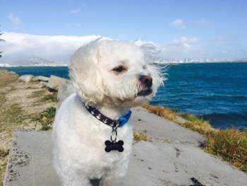 Maltipoo outside