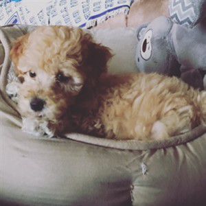 tan and white maltipoo