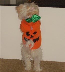 Maltipoo pumpkin shirt