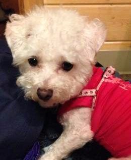 Maltipoo pup